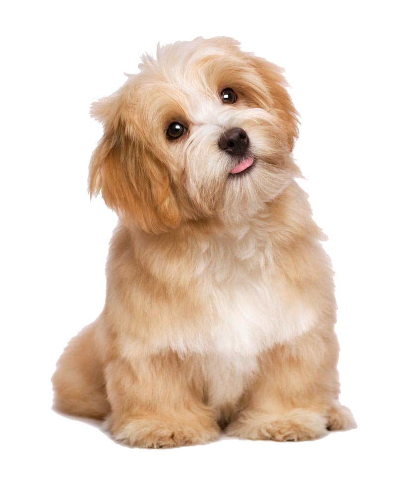 pngwing.com.png__PID:89e727b2-5984-43f0-a906-7fc69c121aea